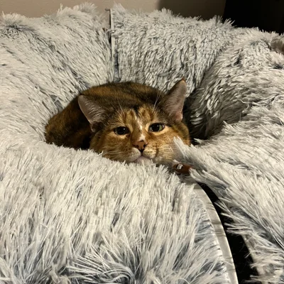 Sophie